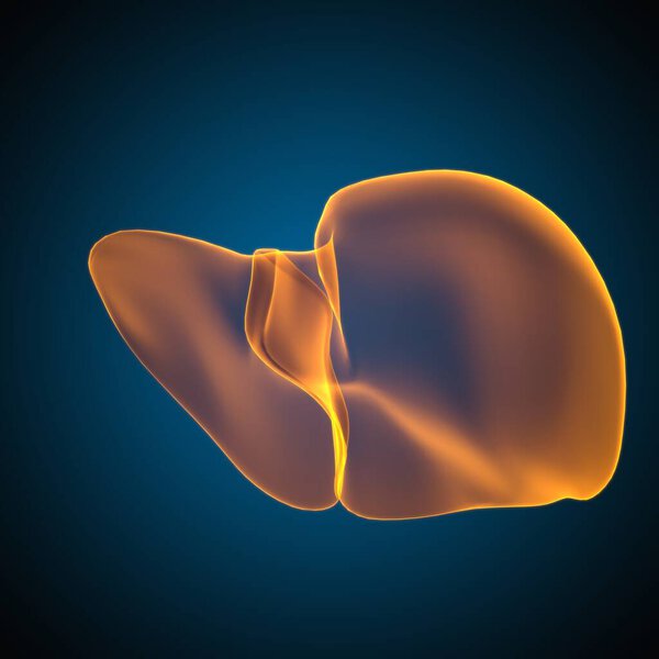 Liver 3D Illustration Human Digestive System Anatomy For Medical Concept