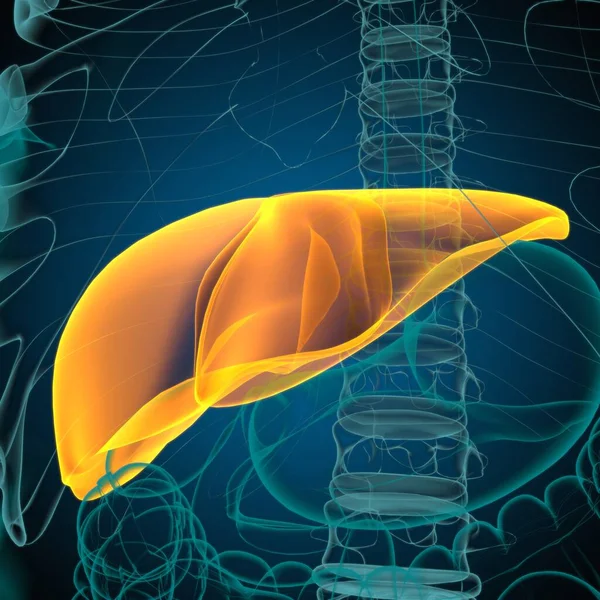 Anatomía Del Sistema Digestivo Humano Ilustración Del Hígado Para Concepto —  Fotos de Stock