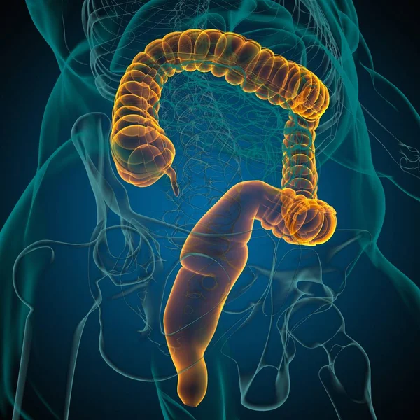 Anatomía Del Sistema Digestivo Humano Ilustración Del Intestino Grueso Para — Foto de Stock