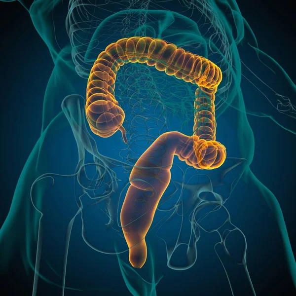 Anatomía Del Sistema Digestivo Humano Ilustración Del Intestino Grueso Para — Foto de Stock