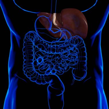 Karaciğer 3D Görüntü İnsan Sindirim Sistemi Anatomisi Tıbbi Konsept İçin