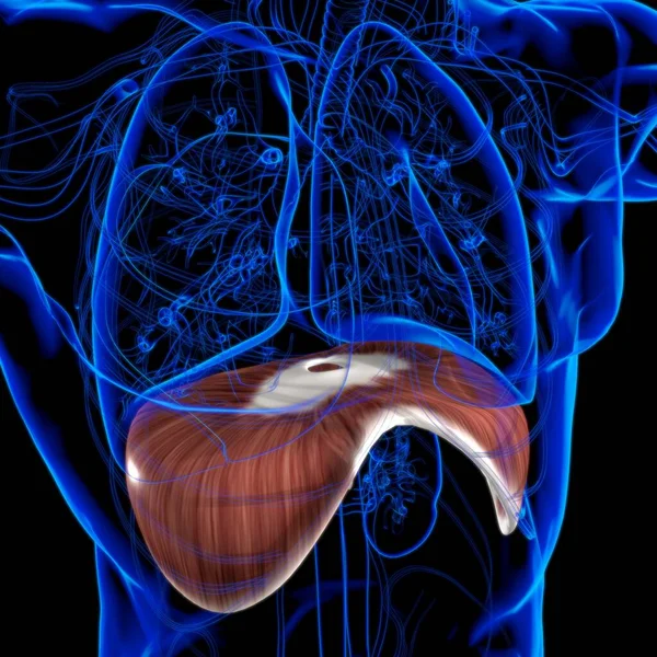 Anatomia Sistema Respiratório Humano Diafragma Para Ilustração Médica Conceito — Fotografia de Stock