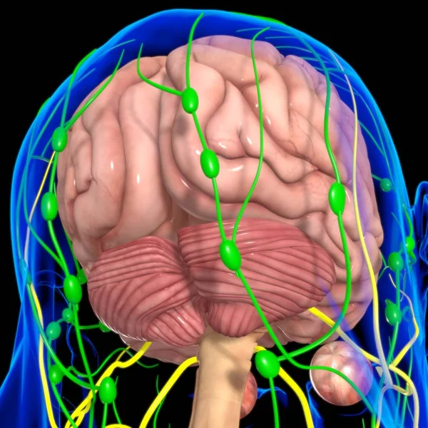 Anatomía Cerebral Humana Para Concepto Médico Ilustración — Foto de Stock