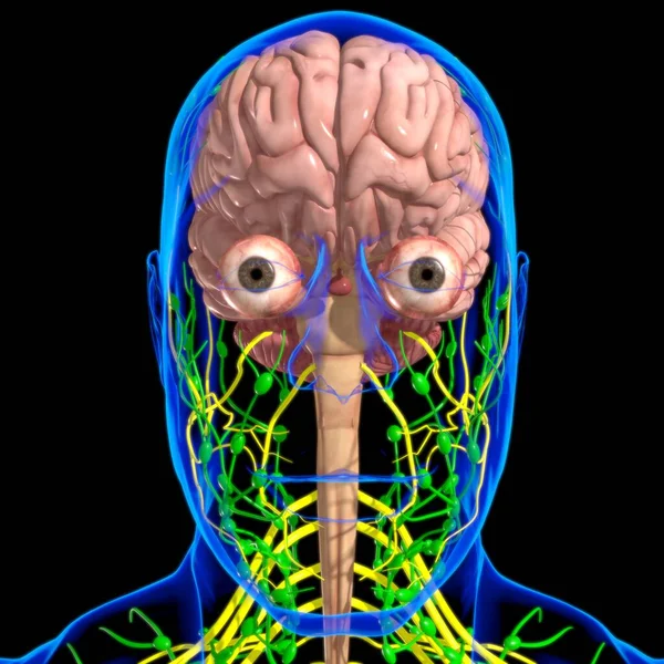 Human Brain Anatomy Medical Concept Illustration — Stock fotografie