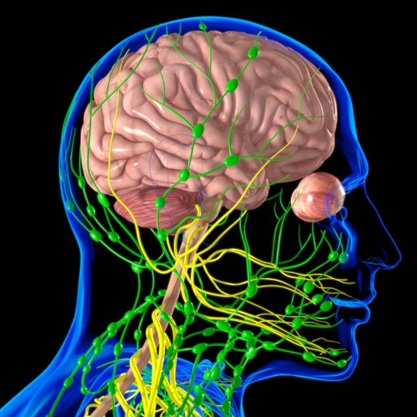 Анатомия мозга человека для медицинской концепции 3D иллюстрации