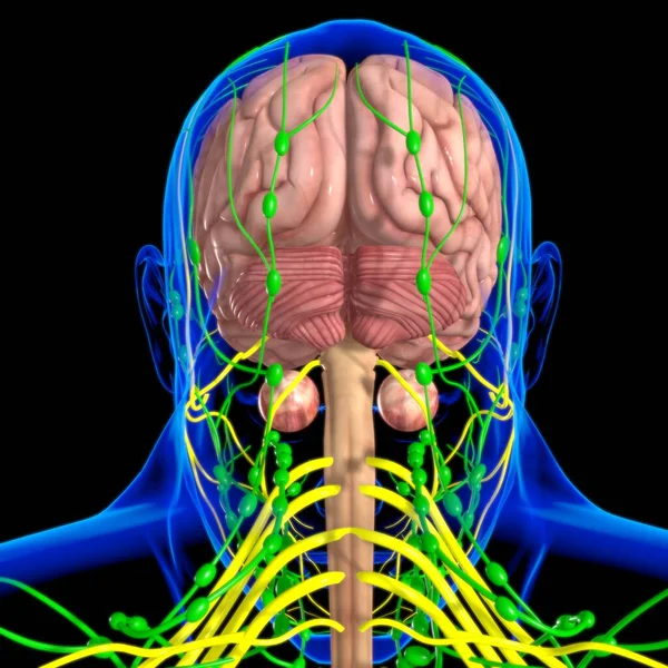 Mänsklig Hjärnanatomi För Medicinskt Koncept Illustration — Stockfoto