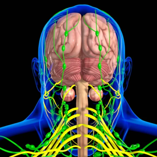 Anatomia Cérebro Humano Para Ilustração Médica Conceito — Fotografia de Stock