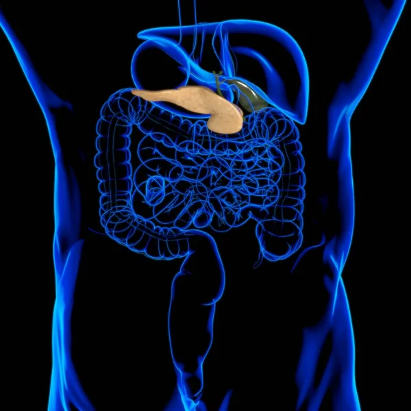 医学的概念のためのGall Bladerヒト消化器系解剖学3Dイラスト — ストック写真