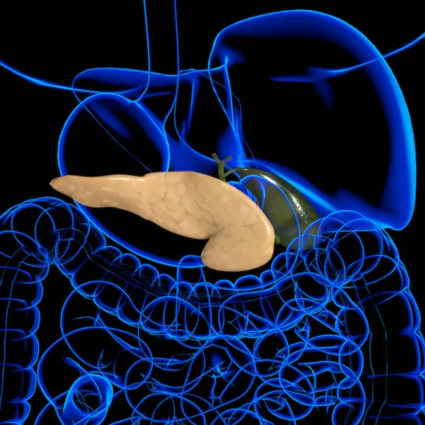 Anatomia Humana Sistema Digestivo Vesícula Biliar Para Ilustração Médica Conceito — Fotografia de Stock