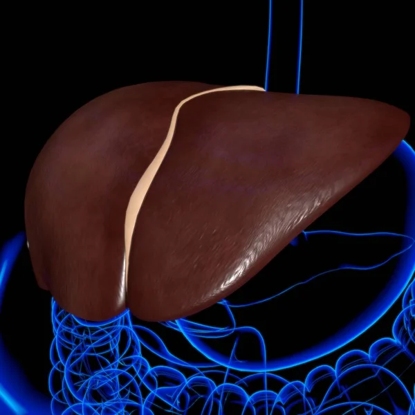 Karaciğer Görüntü Nsan Sindirim Sistemi Anatomisi Tıbbi Konsept Çin — Stok fotoğraf