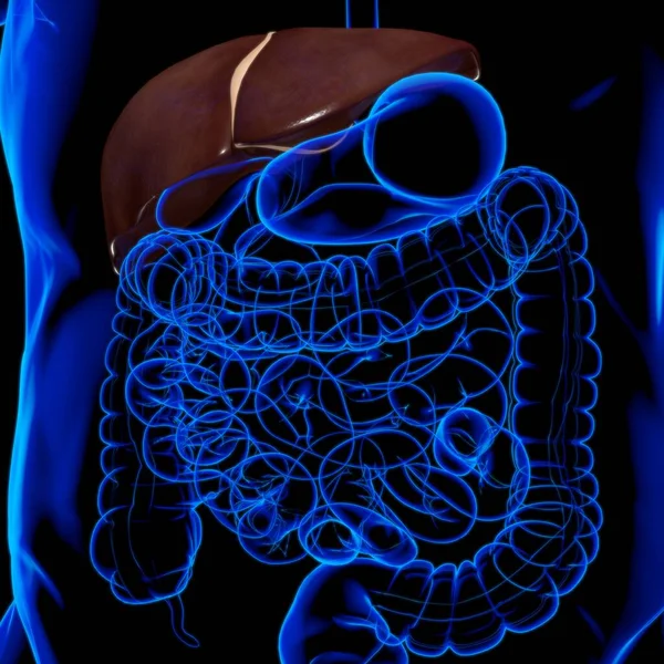 Иллюстрация Печени Анатомия Пищеварительной Системы Человека Медицинской Концепции — стоковое фото