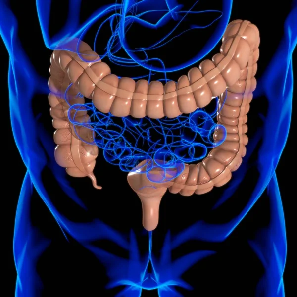 Μεγάλη Intestine Τρισδιάστατη Απεικόνιση Ανθρώπινη Πεπτική Ανατομία Συστημάτων Για Την — Φωτογραφία Αρχείου