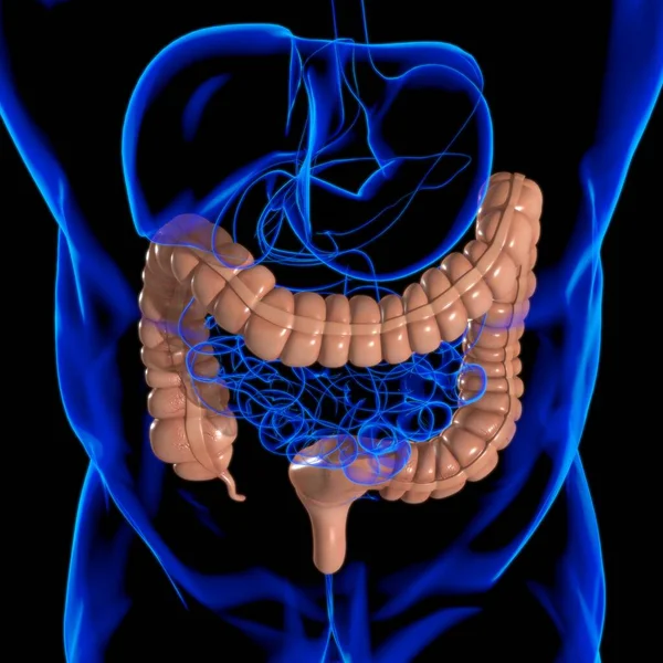 大腸3Dイラスト ヒューマン消化器系解剖学講座 — ストック写真