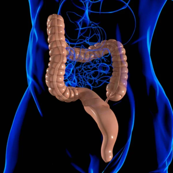Illustration Grand Intestin Anatomie Système Digestif Humain Pour Concept Médical — Photo