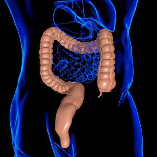 Grote Darm Illustratie Menselijke Spijsvertering Anatomie Voor Medisch Concept — Stockfoto