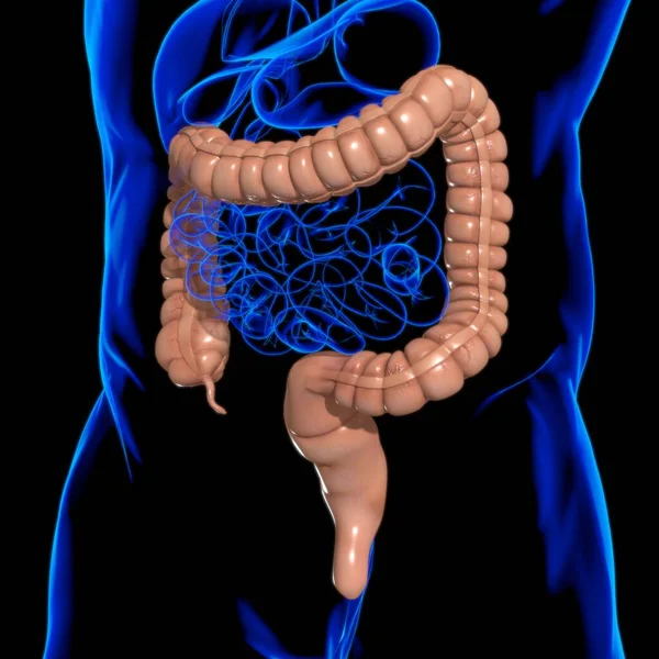 Large Intestine Illustration Human Digestive System Anatomy Medical Concept — Stock Photo, Image