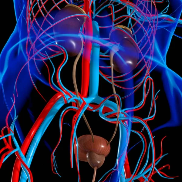 Nieren Des Menschlichen Harnsystems Mit Blasenanatomie Für Medizinisches Konzept Illustration — Stockfoto