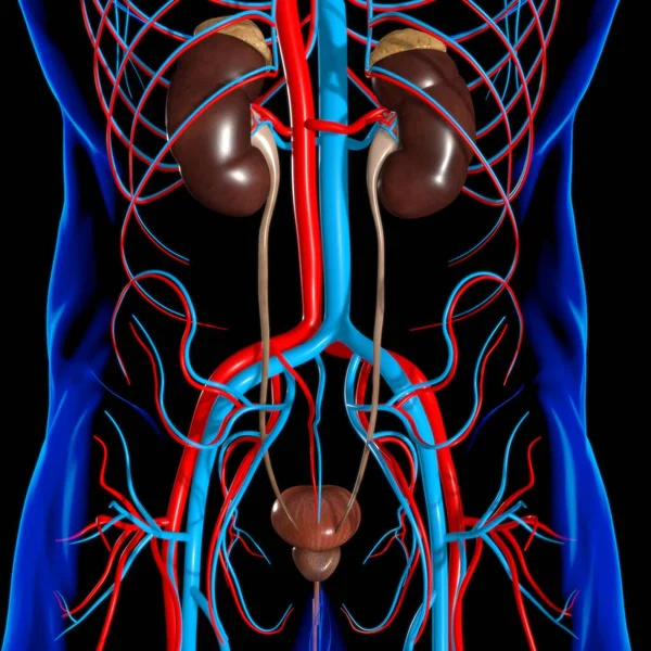 Rins Sistema Urinário Humano Com Anatomia Bexiga Para Ilustração Médica — Fotografia de Stock