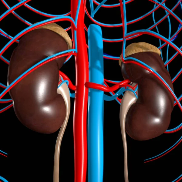 Ludzki Układ Moczowy Nerki Anatomią Pęcherza Moczowego Koncepcji Medycznej — Zdjęcie stockowe