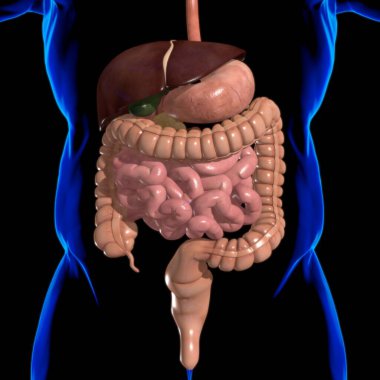 Tıbbi Konsept 3B Resim İçin İnsan Sindirim Sistemi Anatomisi