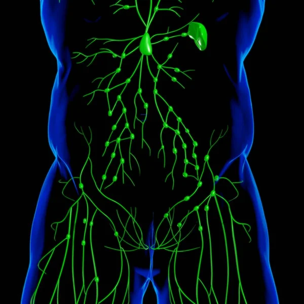 Anatomía Los Ganglios Linfáticos Humanos Para Concepto Médico Ilustración — Foto de Stock