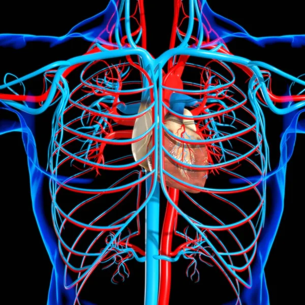 Menschliches Herz Mit Kreislaufsystem Anatomie Für Medizinisches Konzept Illustration — Stockfoto