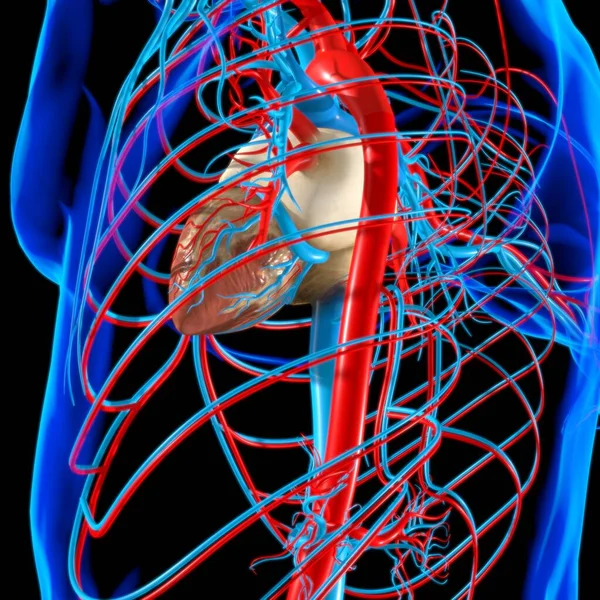 Människans Hjärta Med Cirkulationssystem Anatomi För Medicinskt Koncept Illustration — Stockfoto
