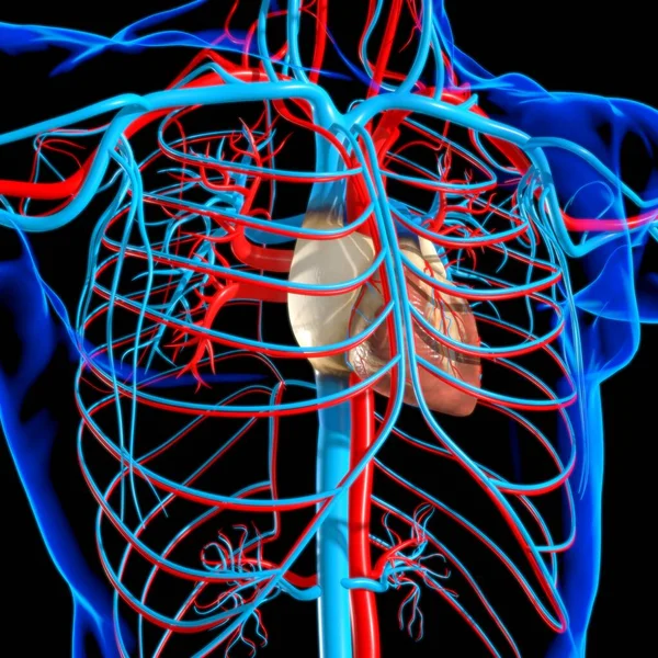 Menschliches Herz Mit Kreislaufsystem Anatomie Für Medizinisches Konzept Illustration — Stockfoto