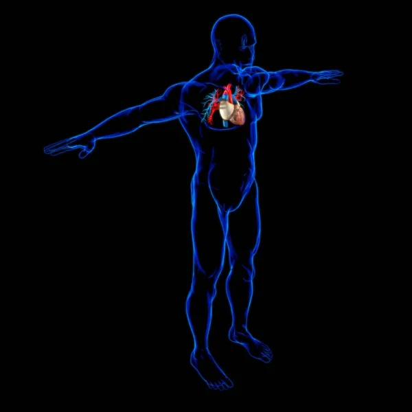 Людське Серце Циркулярною Системою Анатомія Медичної Концепції Ілюстрації — стокове фото