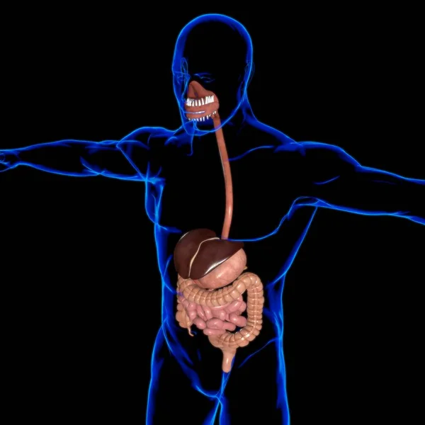 医学概念三维图解的人体消化系统解剖 — 图库照片