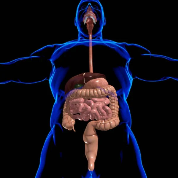 Human Digestive System Anatomy Medical Concept Illustration — Stock Photo, Image