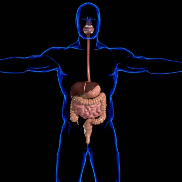 Anatomie Des Menschlichen Verdauungssystems Für Medizinisches Konzept Illustration — Stockfoto