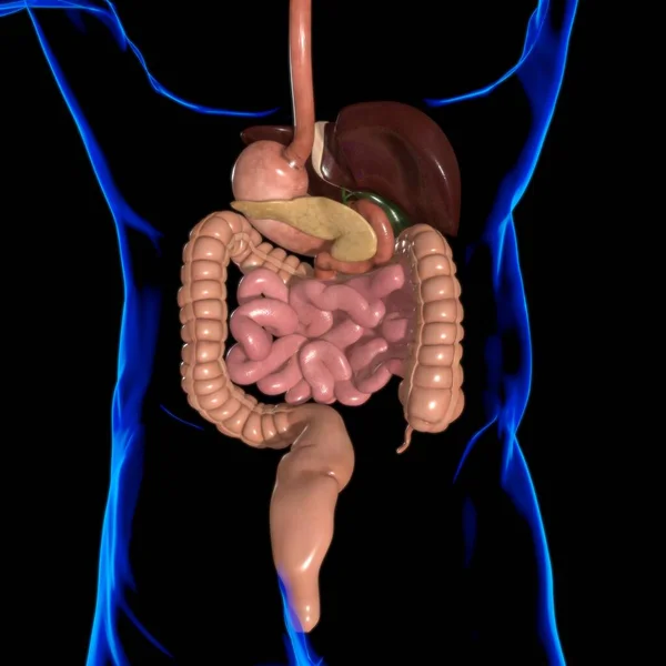 Anatomía Del Sistema Digestivo Humano Para Concepto Médico Ilustración —  Fotos de Stock