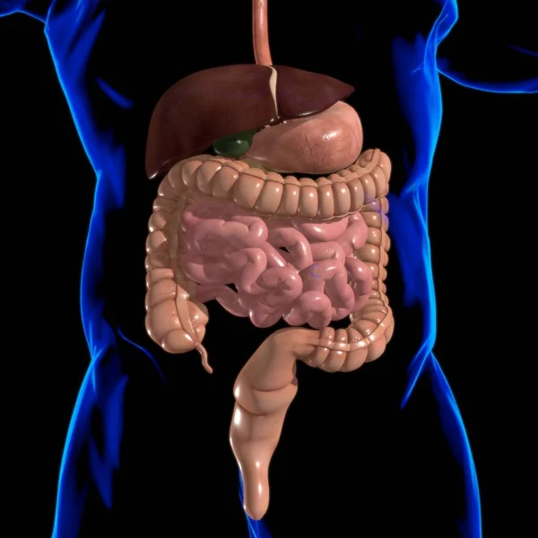 Anatomía Del Sistema Digestivo Humano Para Concepto Médico Ilustración —  Fotos de Stock