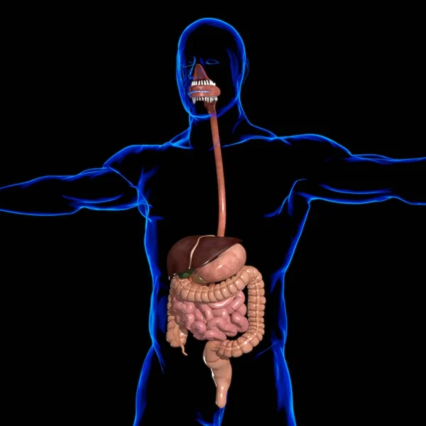 Anatomie Des Menschlichen Verdauungssystems Für Medizinisches Konzept Illustration — Stockfoto