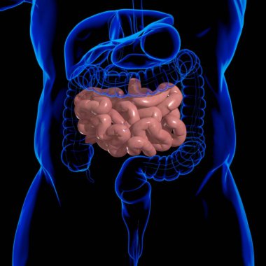 Tıbbi Konsept İçin İnce bağırsak 3D Görüntü İnsan Sindirim Sistemi Anatomisi