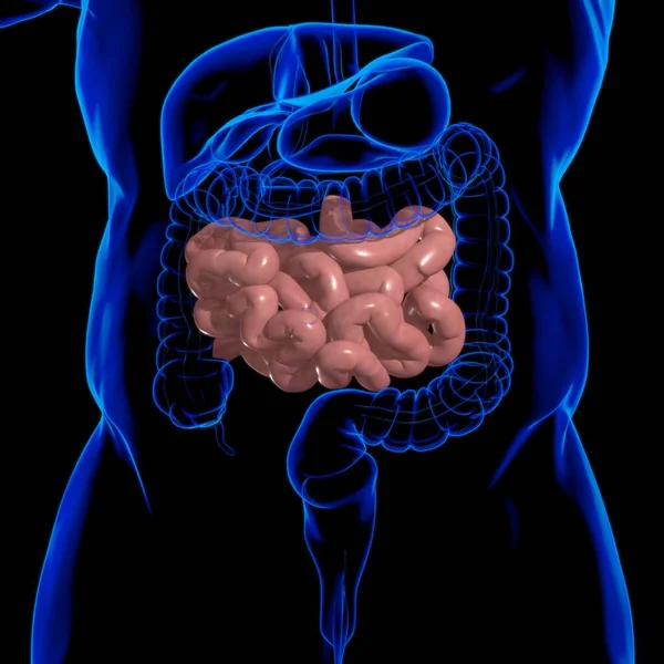 Anatomia Humana Sistema Digestivo Ilustração Intestino Pequeno Para Conceito Médico — Fotografia de Stock