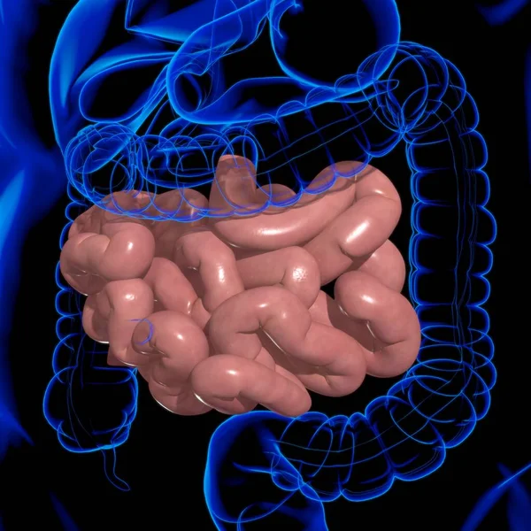 Small Intestine 3D Illustration Human Digestive System Anatomy For Medical Concept