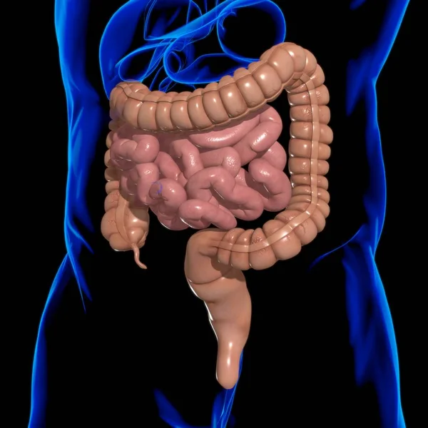 Dünn Und Dickdarm Illustration Humanes Verdauungssystem Anatomie Für Medizinisches Konzept — Stockfoto