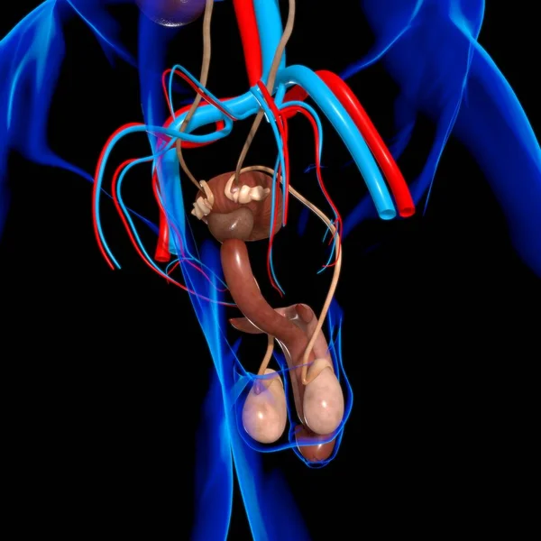 Anatomia Sistema Reprodutivo Masculino Para Ilustração Médica Conceito — Fotografia de Stock