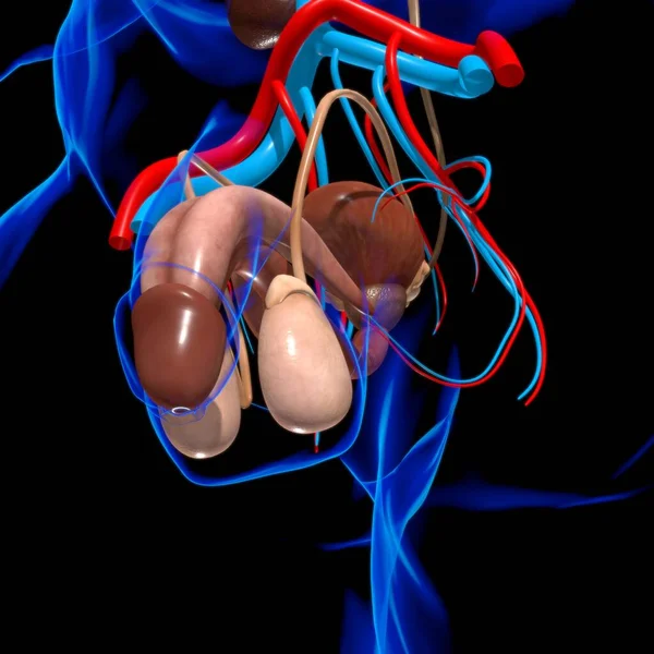 Anatomía Masculina Del Sistema Reproductivo Para Ilustración Del Concepto Médico — Foto de Stock