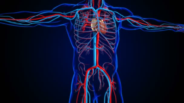 Corazón Humano Con Anatomía Del Sistema Circulatorio Para Ilustración Del — Vídeo de stock
