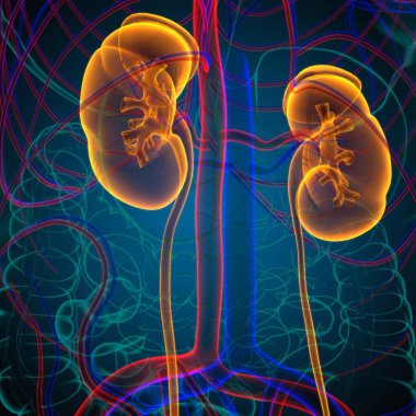Tıbbi Konsept için Mesane Anatomisi olan İnsan İdrar Sistemi Böbrekleri 3 boyutlu İllüstrasyon
