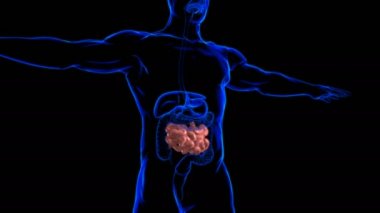 Tıbbi Konsept İçin İnce bağırsak 3D Görüntü İnsan Sindirim Sistemi Anatomisi