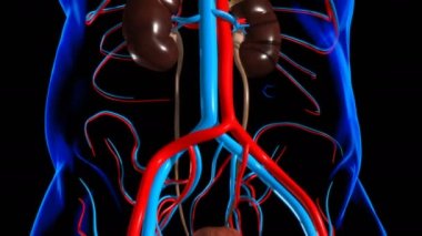 Tıbbi Konsept için Mesane Anatomisi olan İnsan İdrar Sistemi Böbrekleri 3 boyutlu İllüstrasyon