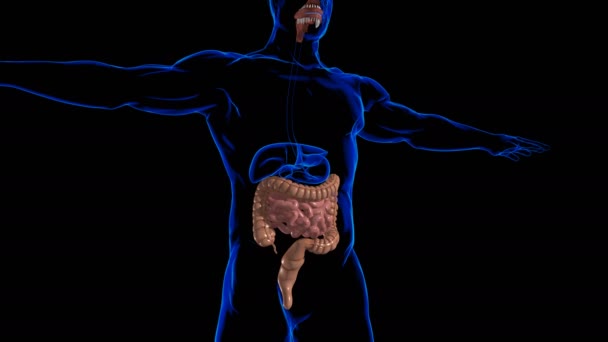 Anatomía Del Sistema Digestivo Humano Ilustración Del Intestino Delgado Grueso — Vídeo de stock