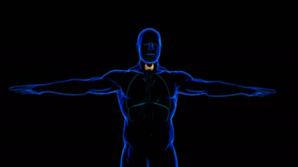 医学的概念のための甲状腺解剖学3Dイラスト — ストック動画
