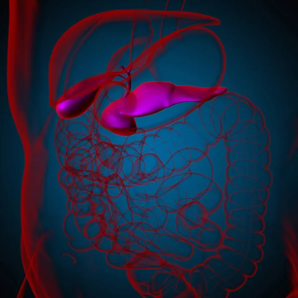 Anatomía Del Sistema Digestivo Humano Del Páncreas Para Ilustración Médica — Foto de Stock