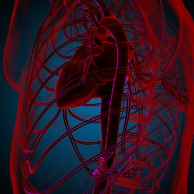 Tıbbi Konsept 3 boyutlu İllüstrasyon İçin Dolaşım Sistemi Anatomisi Olan İnsan Kalbi