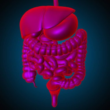 Tıbbi Konsept 3B Resim İçin İnsan Sindirim Sistemi Anatomisi